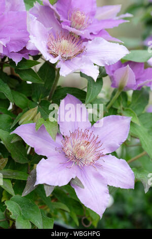 Close-up of clematis bijou Evipo030 pale mauve flowers Stock Photo