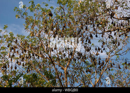 Flying Foxes, also called Fruit Bats, in one of their sleeping trees on Chole island Stock Photo