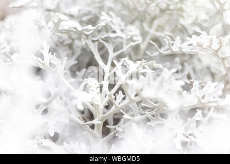 Beautiful Dusty miller (Senecio cineraria DC.) in the garden. Soft focus Cineraria maritima silver dust leaves background. Stock Photo