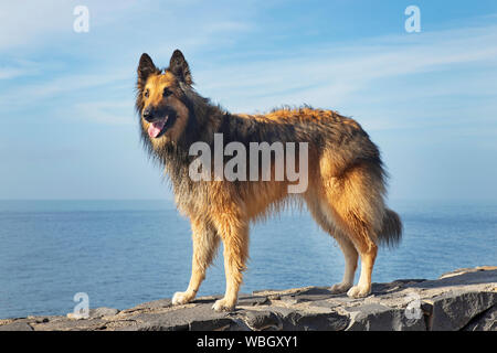 Poised Belgian Shepherd female Tervuren breed standing on a rocky path or a fence with the ocean or sea behind, adorable pedigree dog or lovely pet Stock Photo