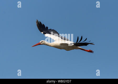 close-up isolated flying white stork (ciconia ciconia) in blue sky, spread wings Stock Photo