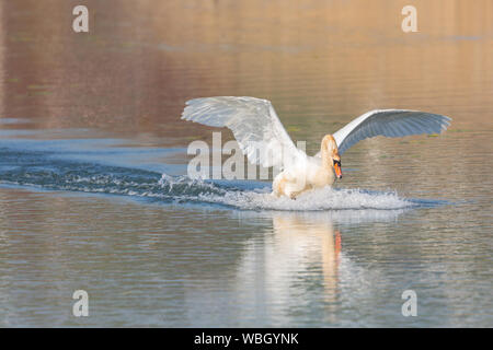 one natural mute swan (cygnus olor) running on water surface, spread wings Stock Photo