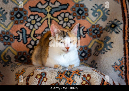 Old tricolor cat with red spot on the nose resting on carpet Stock Photo