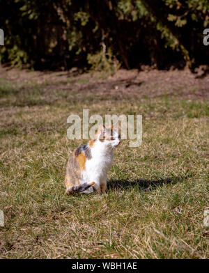 Tricolor cat sits on the grass basking in sun Stock Photo