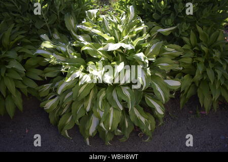 Hosta is a genus of plants commonly known as hostas, plantain lilies (in Britain) and occasionally by the Japanese name giboshi. Stock Photo