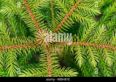 Close up of pine leaves, star-like pattern. Stock Photo