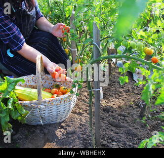 Woman harvesting fresh tomatoes from the garden putting produce in a basket. Organic farmer checking his tomatoes Stock Photo