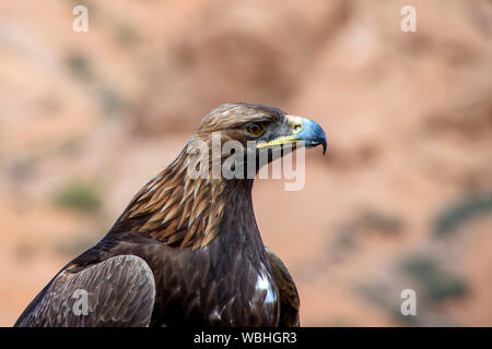 Portrait of Golden eagle Berkut close up. Traveling in Kyrgyzstan Stock Photo
