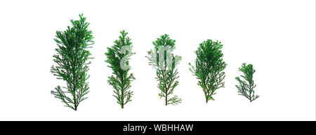 Creative Christmas banner made of green fir tree branches on white background, isolated. Stock Photo