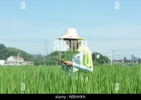 Zhejiang, Zhejiang, China. 27th Aug, 2019. Zhejiang, CHINA-Rice farmers spray environmentally-friendly biological pesticides on late rice in ecological paddy fields on August 27, 2019.It is understood that the ecological paddy field in Cai cun town, Xiaoshan district, Hangzhou city is a demonstration area for the green control of rice pests and diseases in Zhejiang province.At present, there are a total of 773 mu of farmland. The demonstration area comprehensively USES a variety of agricultural green control measures, such as biological control (to control pests with beneficial insects), eco Stock Photo