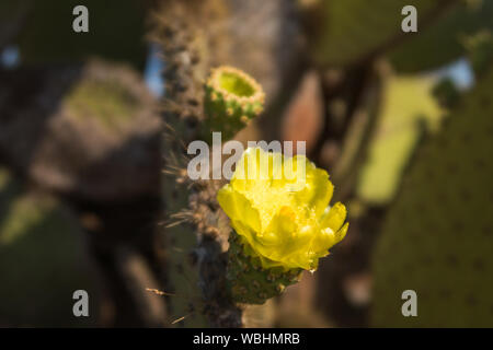 Galapagos Prickly Pear Cactus flower on North Seymour, Galapagos Islands, Ecuador, South America. Stock Photo