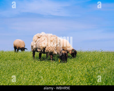 A herd of cute little lambs and sheep on fresh green meadow in the dutch dike. Animals walk on field and eats grass. Sheep grazing stream landscape. S Stock Photo