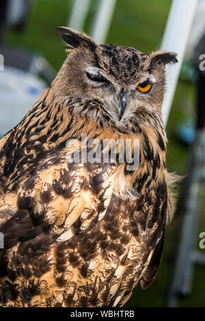 European Eagle owl. Stock Photo