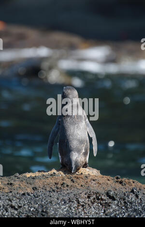 A Galapagos penguin on a rock in Santiago Island, Galapagos Island, Ecuador, South America. Stock Photo