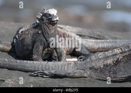 Marine Iguana sunbathing at Puerto Egas (Egas Port) on Santiago Island, Galapagos, Ecuador, South America. Stock Photo