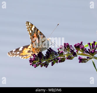 painted lady butterfly on summer lilac flower, beautiful butterfly on purple flower Stock Photo