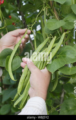 Phaseolus coccineus. Picking 'Scarlet Emperor' runner beans in summer. UK Stock Photo
