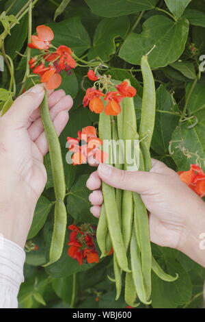 Phaseolus coccineus. Picking 'Scarlet Emperor' runner beans in summer. UK Stock Photo