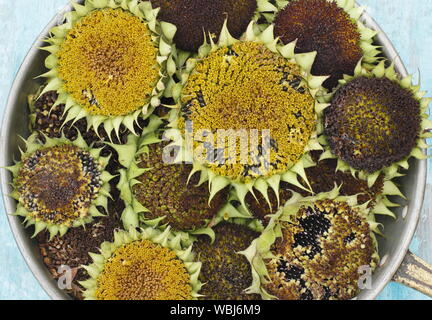 Helianthus annuus. Sunflower seedheads drying for bird food in a domestic garden. UK Stock Photo