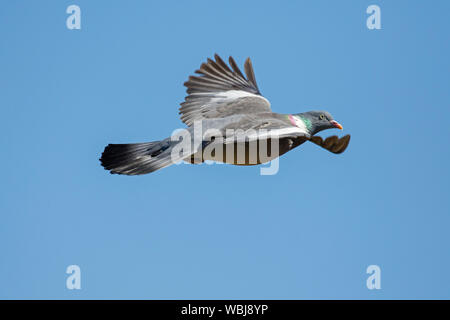 Common wood pigeon (Columba palumbus) in flight against blue sky Stock Photo