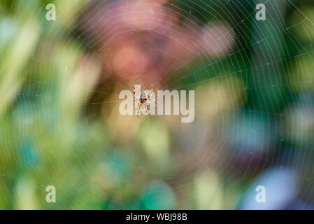 A small European Garden Spider (Araneus diadematus) sitting on its web. Stock Photo