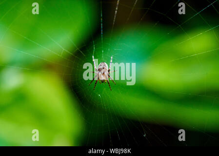 A small European Garden Spider (Araneus diadematus) sitting on its web. Stock Photo