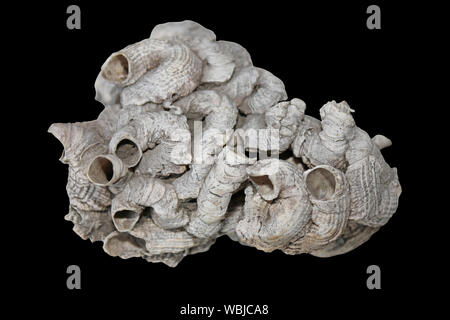 Tubes of of calcium carbonate from a serpulid worm on seashell washed ...