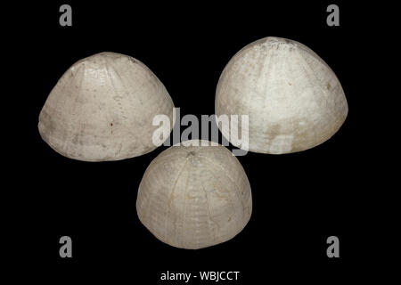 Folklore surrounding Fossil Echinoids Echinocorys sp. have given way to names such as Shepherds Crown Stock Photo