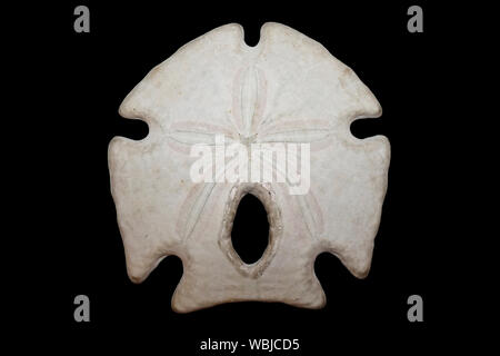 Keyhole Arrowhead Sand Dollar - Encope grandis Stock Photo