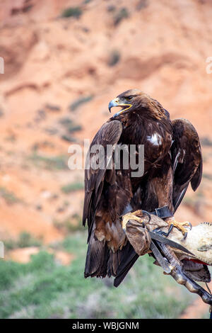 Golden eagle Berkut sitting on the owner hand with an open beak close up. Traveling in Kyrgyzstan Stock Photo