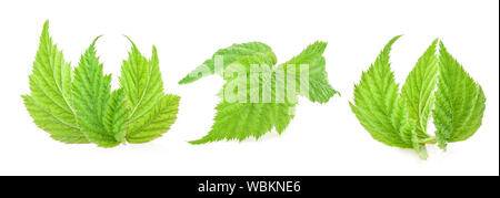 Raspberry leaf isolated on white background Stock Photo