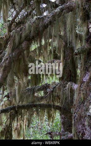 Beard lichens, also known as old man’s beard, on old pine trees Stock Photo