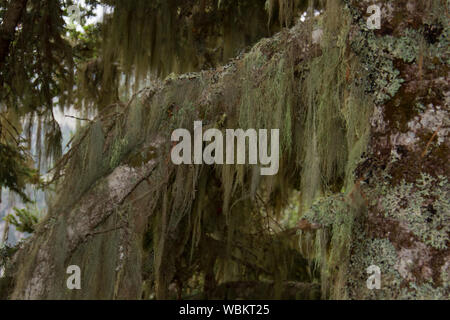 Beard lichens, also known as old man’s beard, on old pine trees Stock Photo
