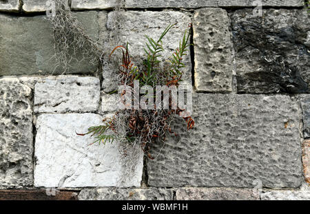 Close-up of a stone wall with ferns and spanish moss near River Street in Savannah, Georgia Stock Photo