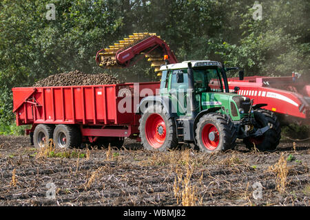 Burscough, Lancashire. UK Weather. Farmers using Fendt 820 tractors and Grimme KSA 75-2 two row trailed harvester are lifting a crop of potatoes as the hot, dry dusty summer conditions continue.  Farmers' representatives are warning of serious concerns if the extended spell of hot, dry weather continues. Potatoes are the latest crop in line for price rises thanks to a shortage caused by an unusually cold winter, followed by the scorching summer. Herbicide, carfentrazone-ethyl is applied to a crop shortly before harvest to kill the foliage. Credit:MediaWorldImages/AlamyLiveNews.