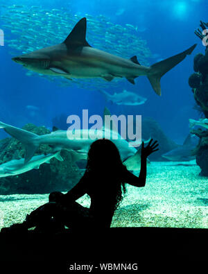 Silhouette of a woman sitting in front of a viewing window at the Lisbon aquarium, Portugal. Stock Photo