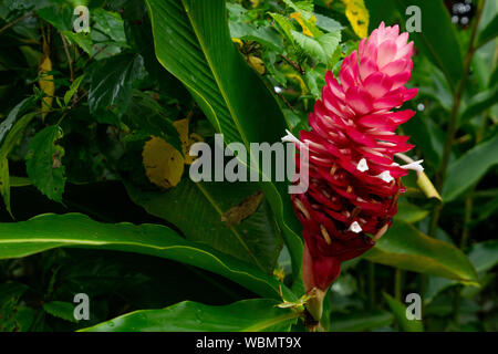 Costa Rica, Central America. Vermillion red tropical flower leaf in the rain forest. Stock Photo