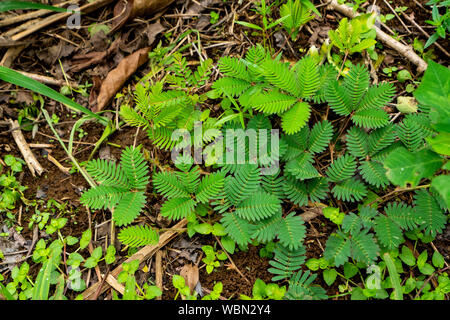 zombie plant (Mimosa pudica )  By Heimu's Himalayan Gardens LLC