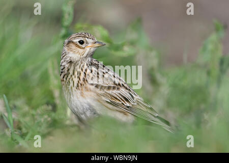 Skylark ( Alauda arvensis ), adult in spring, perched on ground, on farmland, in a field, between green, watching back, close, wildlife, Europe.