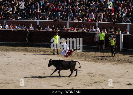 San Sebastian de los Reyes, Madrid, Spain. 27th Aug 2019. A reveler jumping over a bull after the first running of the bulls ('encierros') in the municipality of San Sebastian de los Reyes, near Madrid, also known as 'little Pamplona'. Credit: Marcos del Mazo/Alamy Live News Stock Photo