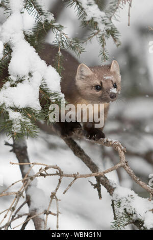 American Pine Marten ( Martes americana ) in winter, sitting in a snow covered conifer, hunting, watching for prey, wildlife, Yellowstone NP, USA. Stock Photo