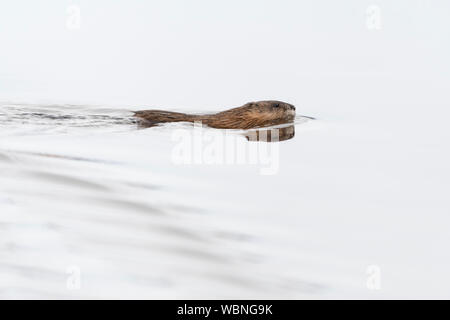 Muskrat ( Ondatra zibethicus ) in winter, swimming through a body of water, wildlife, Grand Teton National Park, Wyoming, USA. Stock Photo