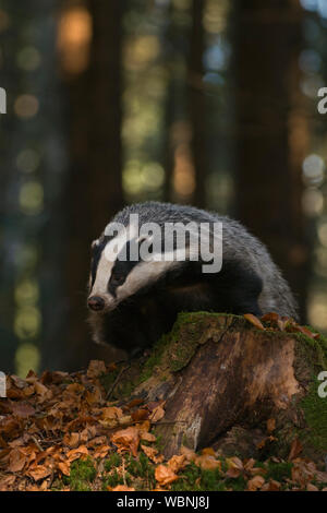 European Badger ( Meles meles ), adult animal in a forest, climbing on a tree stub, watching down from there, looks funny, Europe. Stock Photo