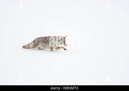 Coyote ( Canis latrans ), in winter, walking through deep fresh snow, lifting its paw above the snow, Yellowstone NP, USA. Stock Photo
