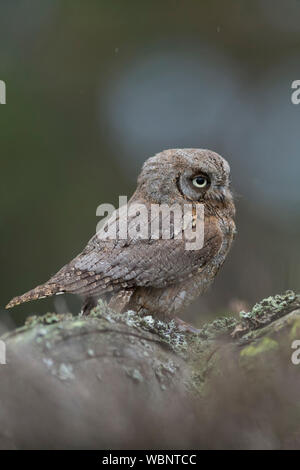 Eurasian Scops Owl ( Otus scops ), one of the smallest owls in Europe, perched on a fallen tree, watching for something in distance, looks cute. Stock Photo