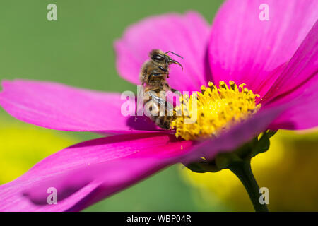 Close-up Of Honey Bee Pollinating On Pink Flower