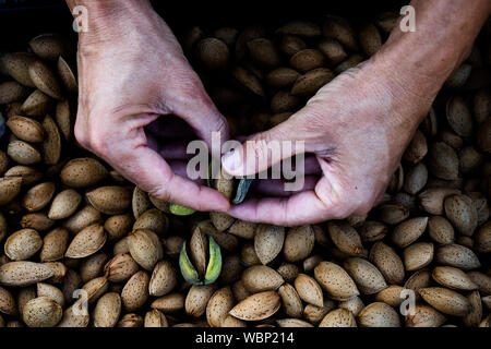 closeup of a young caucasian man removing the outer hull of a pile of almonds freshly collected during the harvesting in an almond orchard in Cataloni Stock Photo