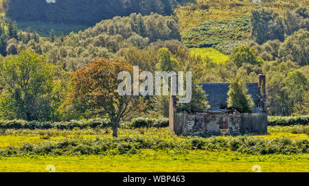 DESERTED RUIN OF A CROFT HOUSE SUTHERLAND SCOTLAND WITH TREES GROWING THROUGH THE ROOF FROM INSIDE THE BUILDING Stock Photo