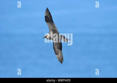 Arctic Skua (Stercorarius parasiticus) adult in flight over sea, Sheland, islands, Scotland, July Stock Photo