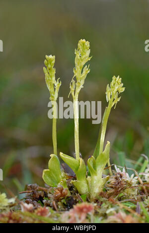 Bog Orchid (Hammarbya paludosa) three plants in flower growing together, Shetland Islands, July Stock Photo
